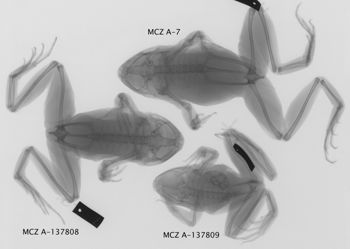 Media type: image; Herpetology A-7